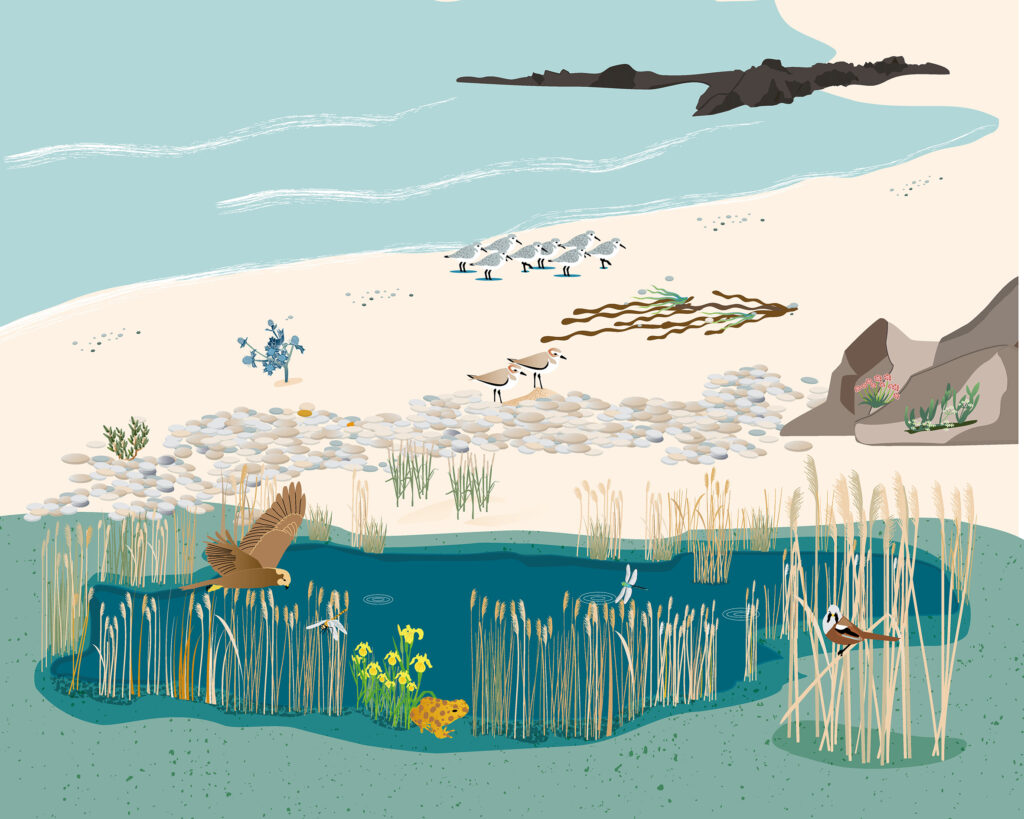 Illustration panneau pédagogique littoral Pays Bigouden